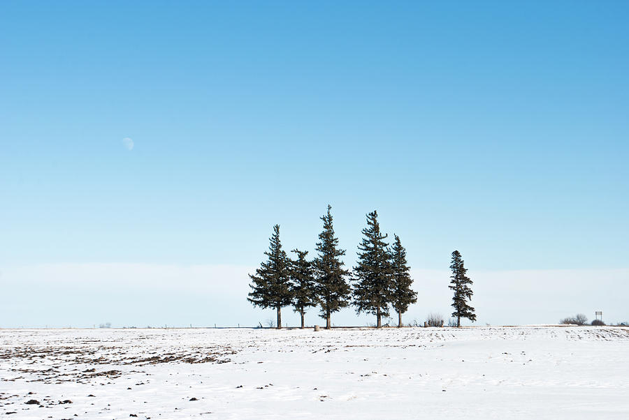 6 Pines And The Moon Photograph by Troy Stapek