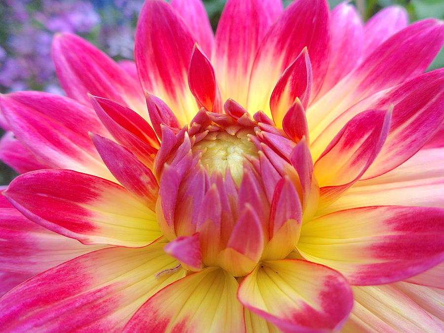 Summer Photograph - Pink And Yellow Dahlia #6 by Wendy Yee