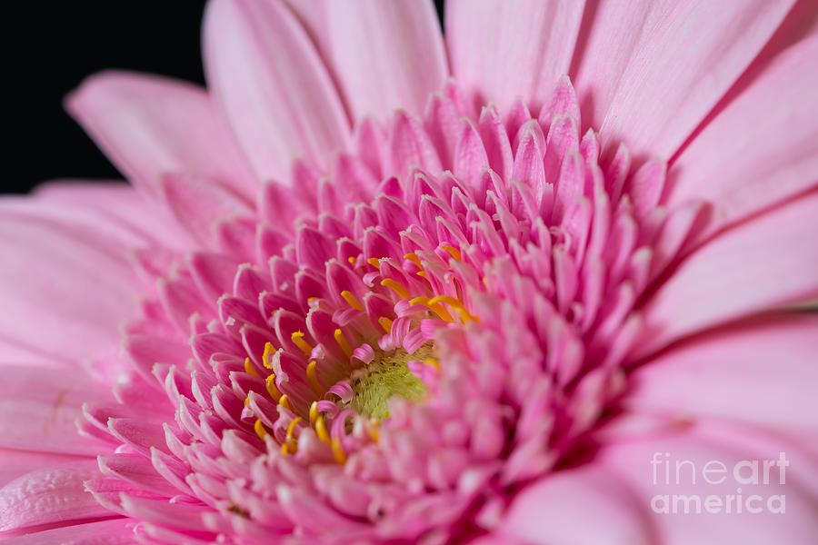 Pink Gerbera #6 Photograph by Colin Rayner