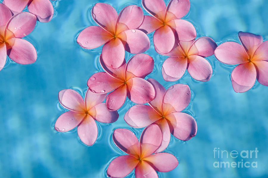 Pink Plumerias Photograph by Ron Dahlquist - Printscapes - Fine Art America