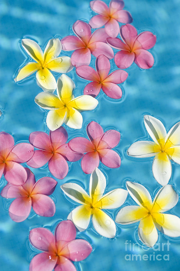 Plumerias Floating Photograph by Ron Dahlquist - Printscapes - Fine Art ...