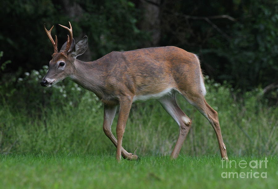 6 on sale point buck