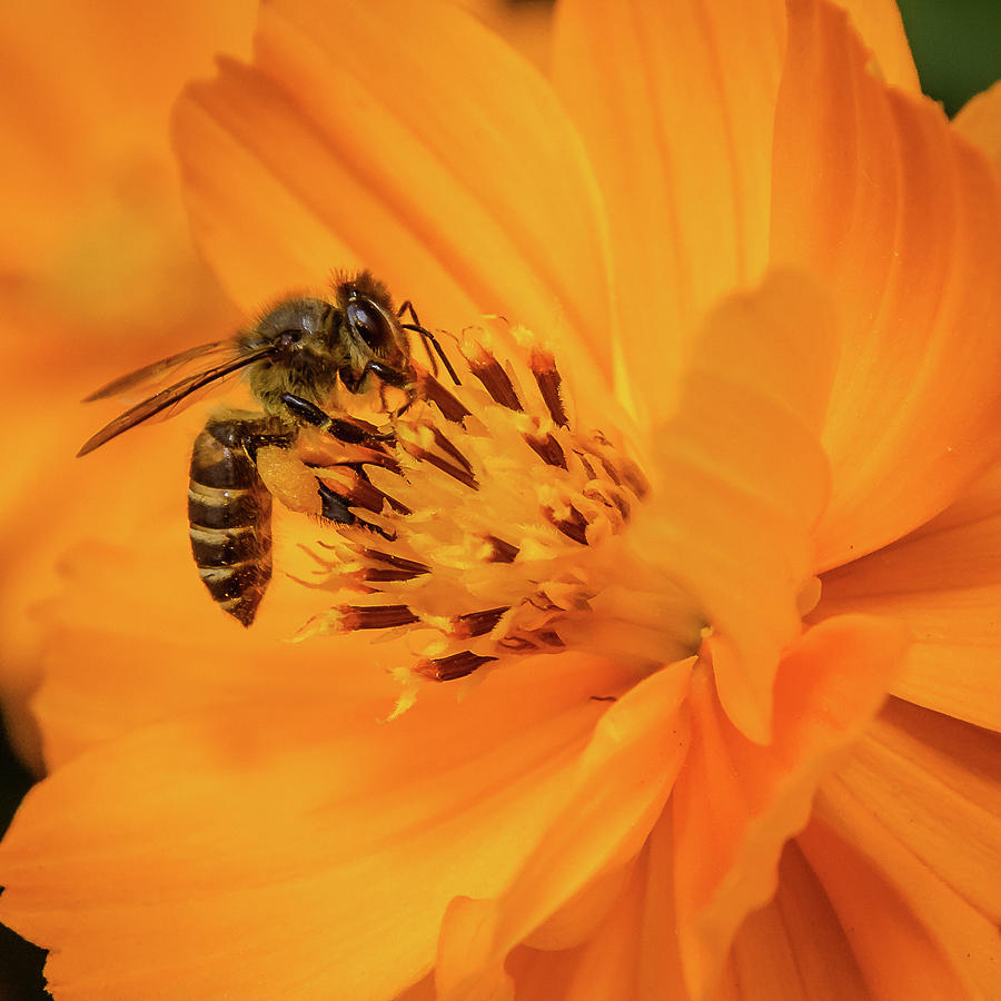 Pollination #6 Photograph by SAURAVphoto Online Store
