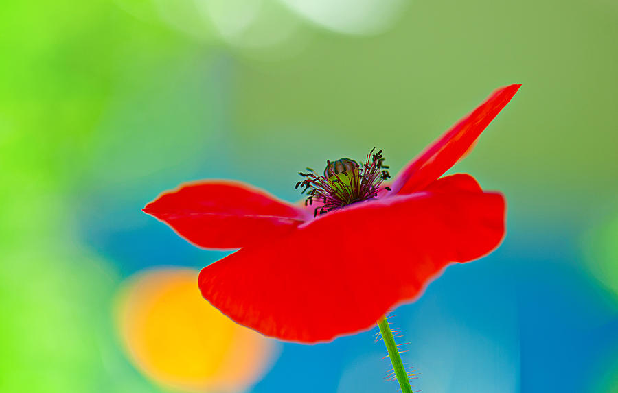 Poppy Photograph - Poppy #5 by Silke Magino