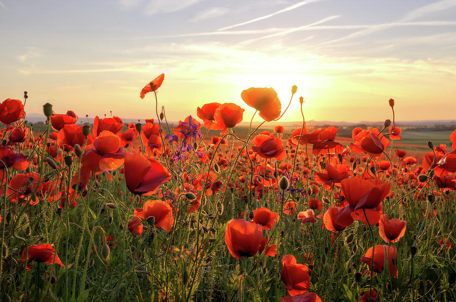 Poppys Sunset Photograph by Steffen Gierok
