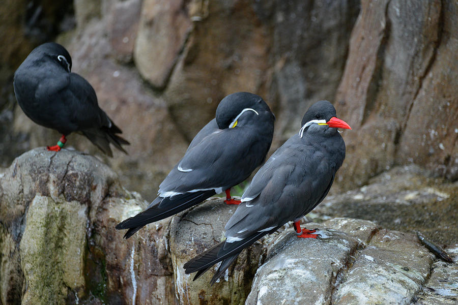 Portrait of ringed Inca Tern birds on rocks in natural habitat e #6 ...