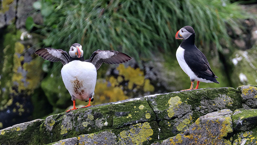 Puffin Stykkisholmur Iceland #6 Photograph by Paul James Bannerman