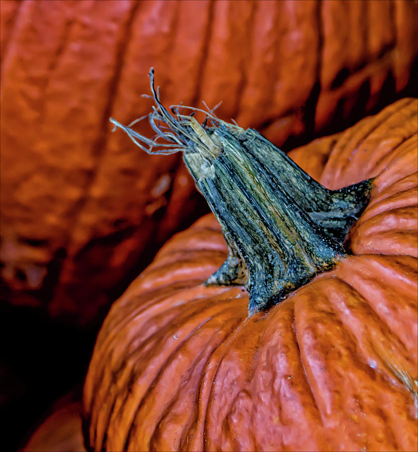 Pumpkins #6 Photograph by Robert Ullmann