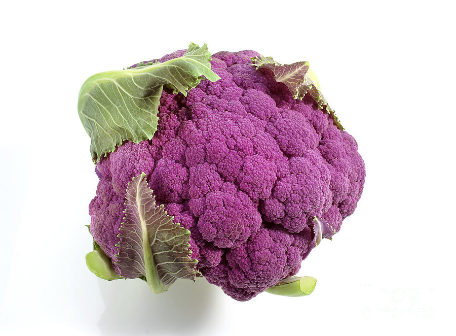 Purple Cauliflower #6 Photograph by Gerard Lacz