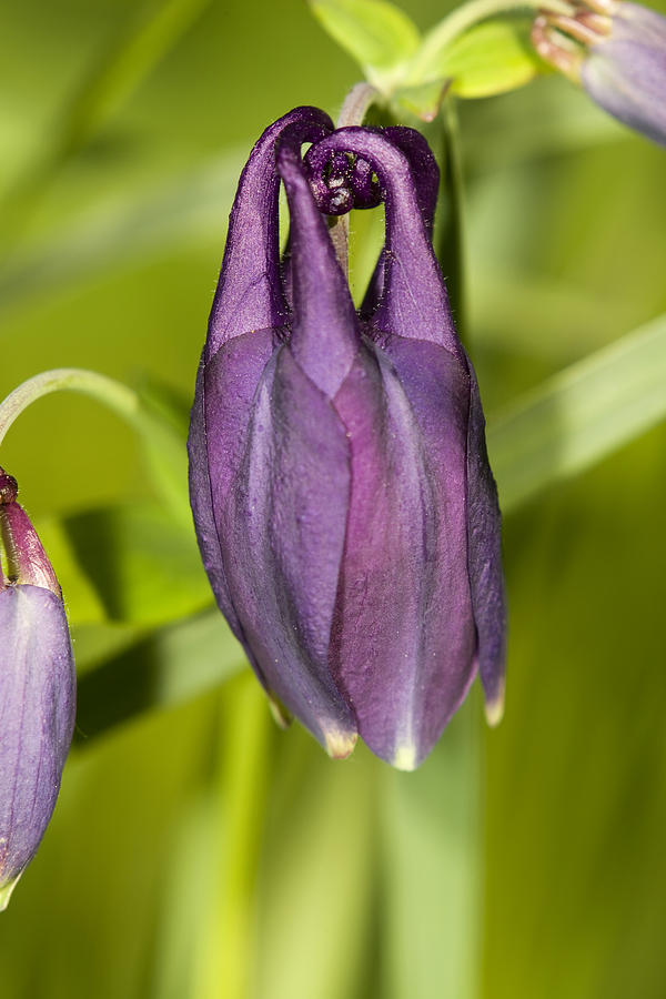 Flower Photograph - Purple flower #6 by Jouko Mikkola