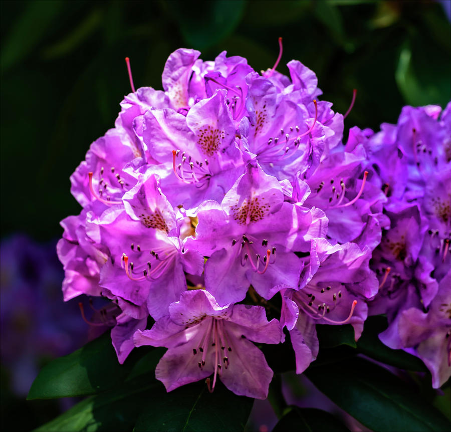 Purple Flowers #6 Photograph by Robert Ullmann