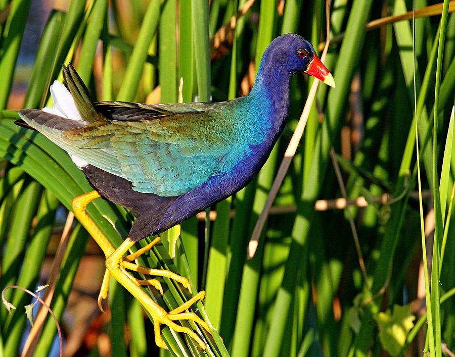 Purple Gallinule by Ira Runyan Purple Gallinule by Ira Runyan