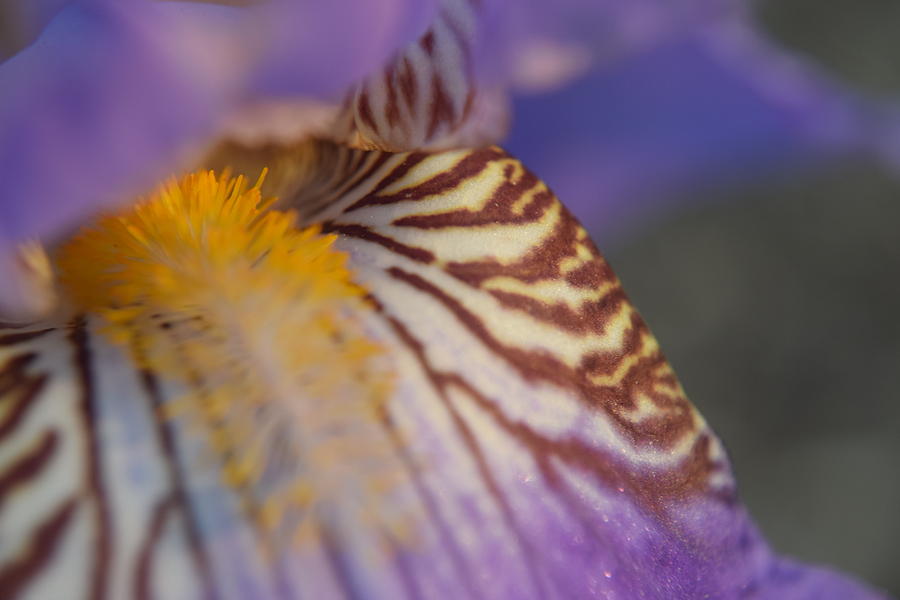 Purple Iris #6 Photograph by Curtis Krusie