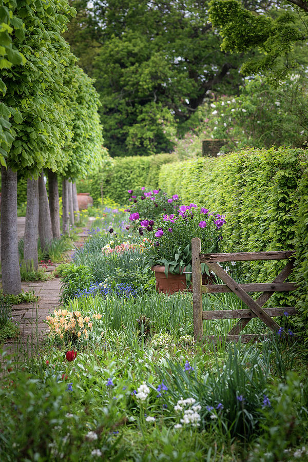 Quintessential vibrant English country garden scene landscape wi ...