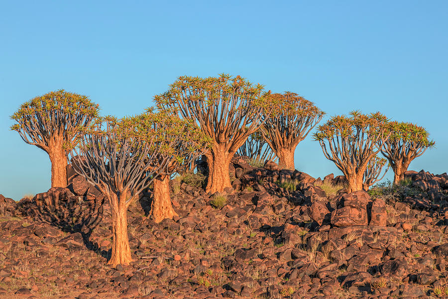 Quiver Tree Forest - Namibia #6 Photograph by Joana Kruse