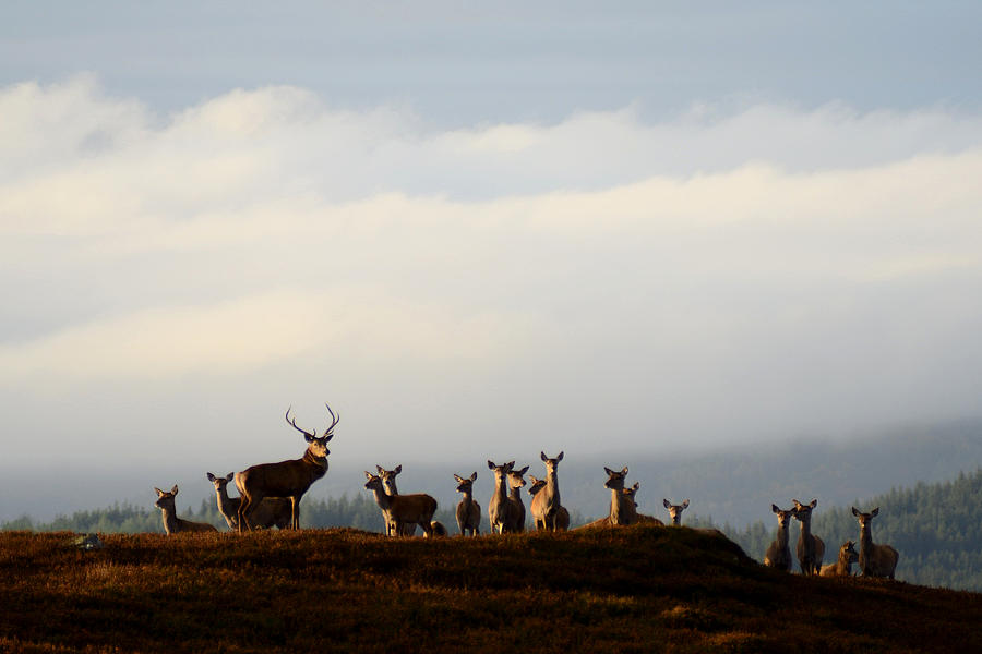 Red Deer in the Highlands  #6 Photograph by Gavin MacRae