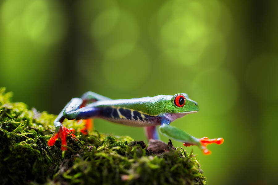 red eyed tree frog Costa Rica #6 Photograph by Dirk Ercken