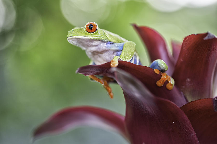 Red Eyed Tree Frog #6 Photograph by Dirk Ercken