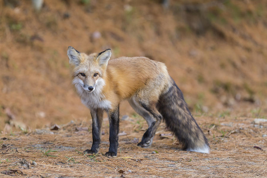 Red Fox #6 Photograph by Josef Pittner