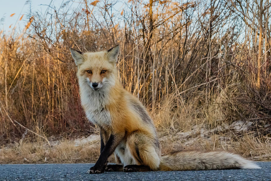 Red fox #6 Photograph by SAURAVphoto Online Store
