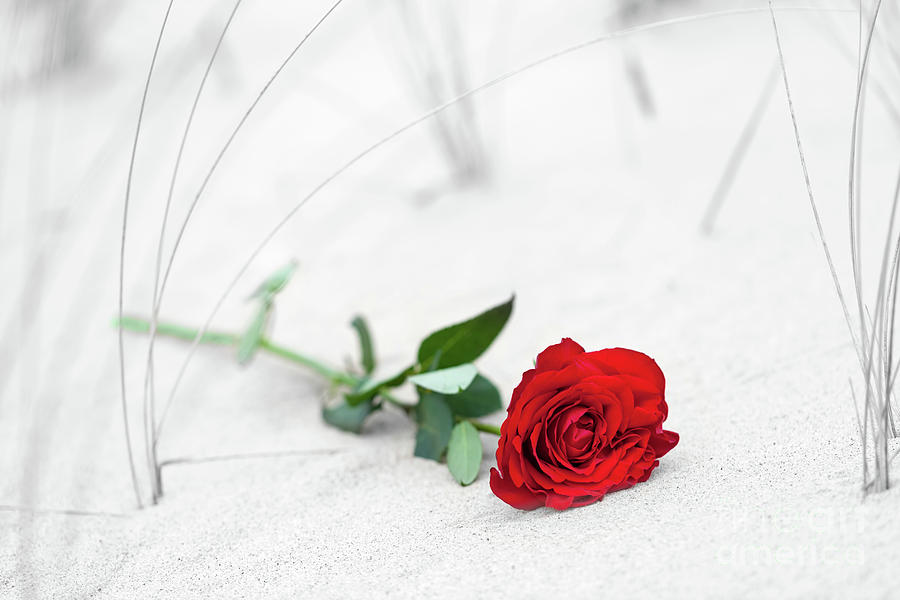 Red rose on the beach. Color against black and white. Love, romance, melancholy concepts. #6 Photograph by Michal Bednarek