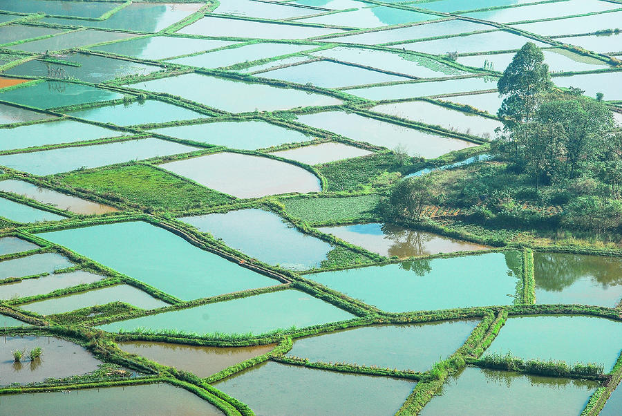 Rice fields scenery #6 Photograph by Carl Ning