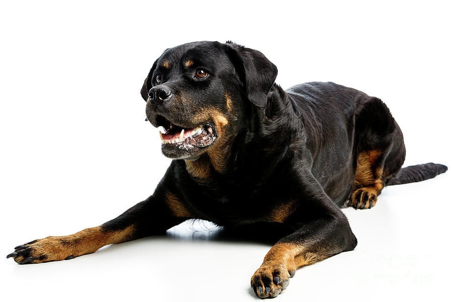 Rottweiler dog Photograph by Gunnar Orn Arnason