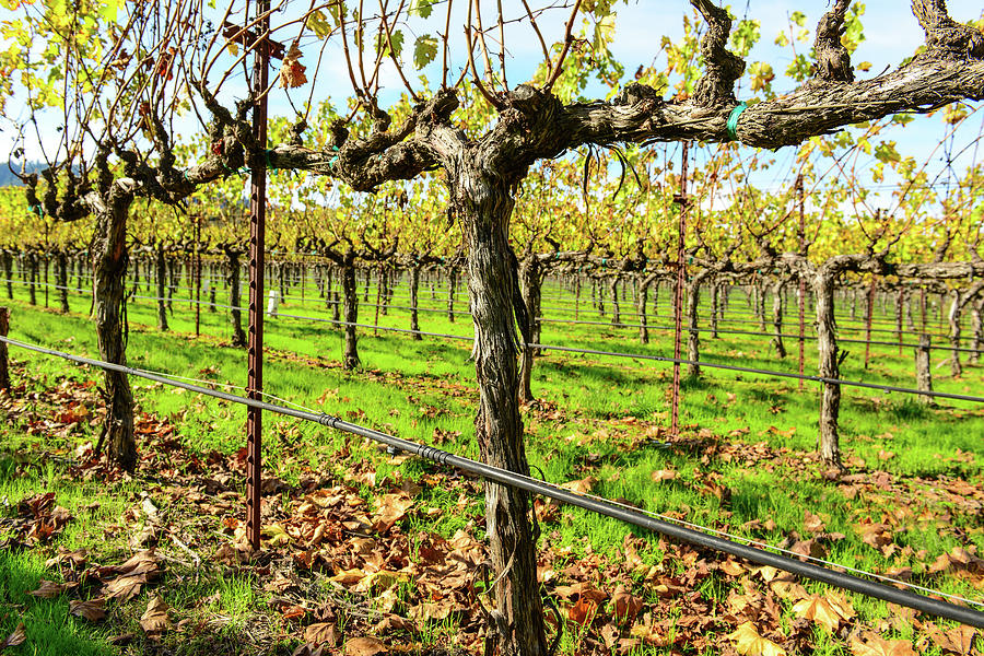 Rows of Grapevines in Napa Valley California #6 Photograph by Brandon Bourdages