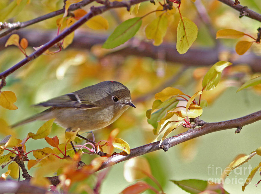 Bird Photograph - Ruby-crowned Kinglet #6 by Gary Wing