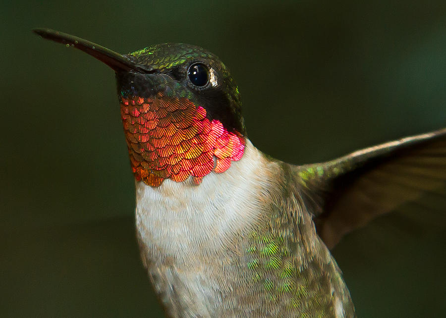 Ruby-Throated Hummingbird #6 Photograph by Robert L Jackson