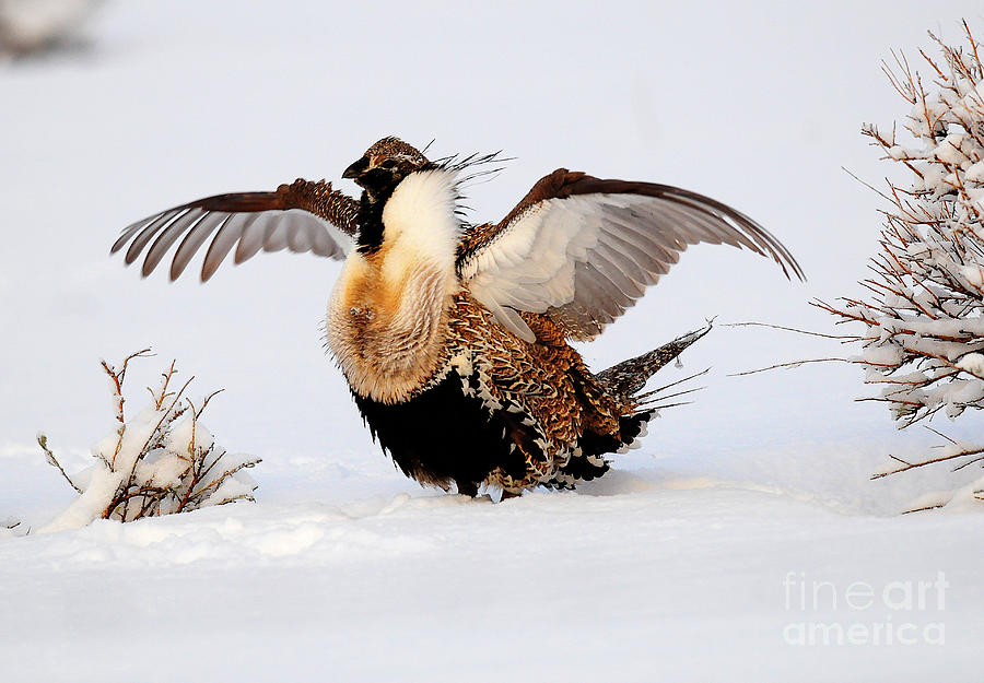 Sage Grouse #6 Photograph by Dennis Hammer