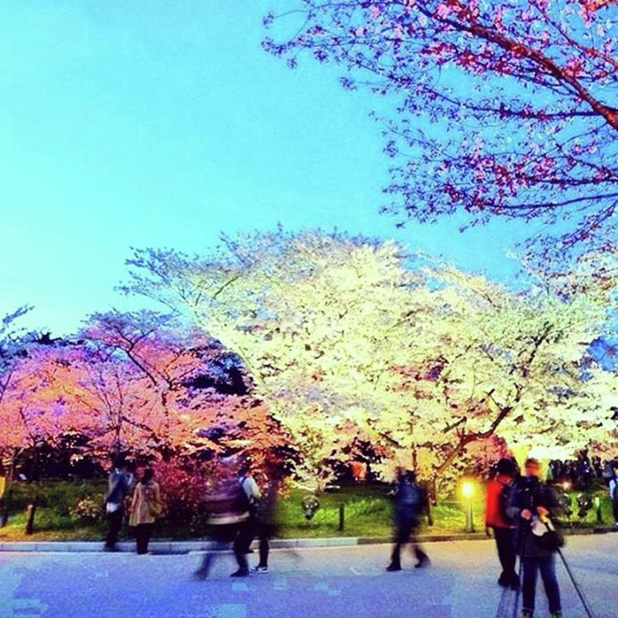Spring Photograph - Sakura
#sakura #cherryblossom #cute #6 by Miyuki Ishida