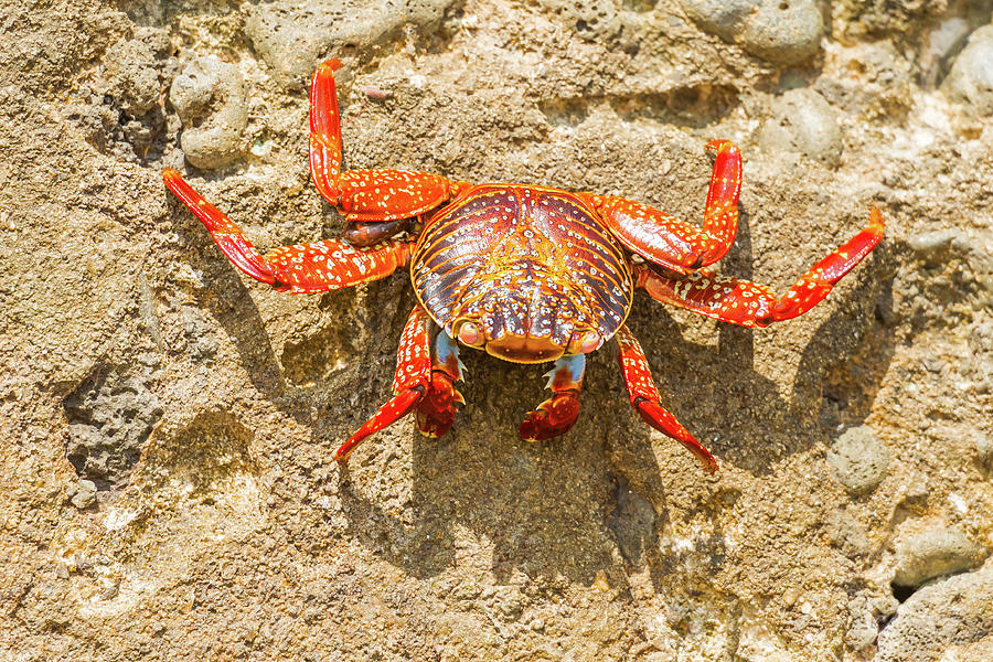 Sally Lightfoot crab on Galapagos Islands #6 Photograph by Marek Poplawski