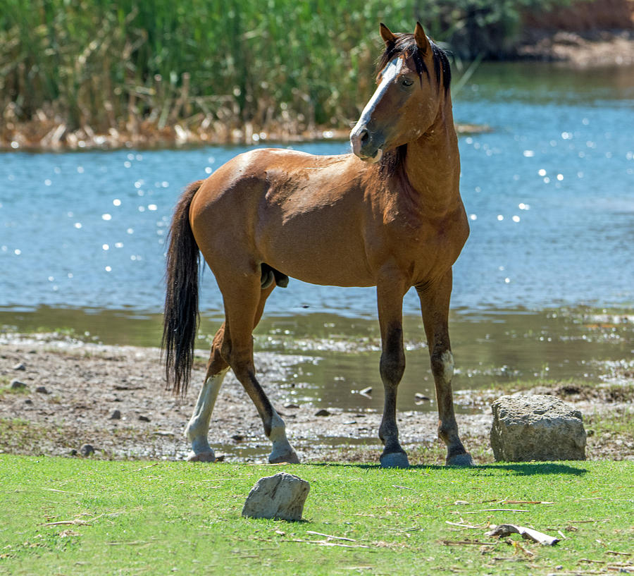 Salt River Wild Horse #6 Photograph by Tam Ryan