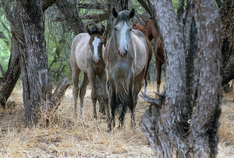 Salt River Wild Horses #7 Photograph by Tam Ryan