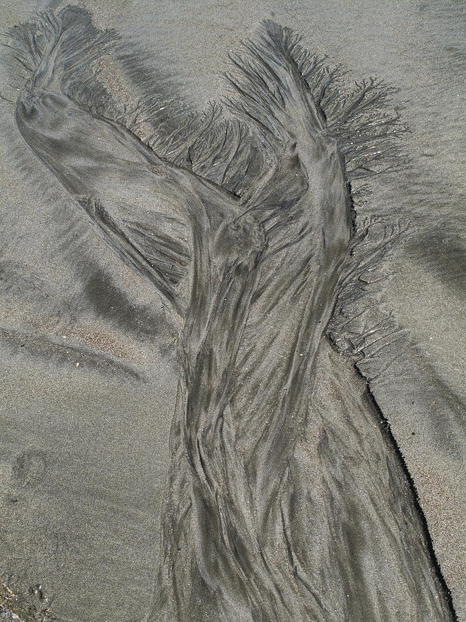 Sand Reels #7 Photograph by Joe  Palermo