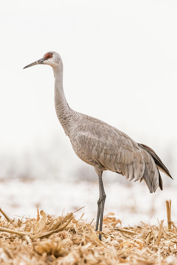 Sandhill Crane 2 Photograph by Robert Wrenn | Fine Art America