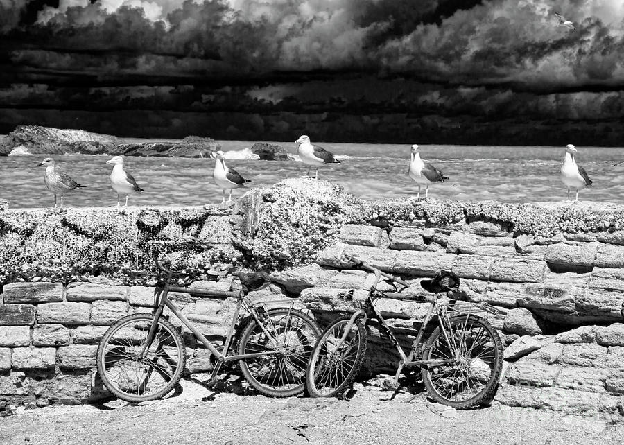 6 Seagull Essaouira Wall  Photograph by Chuck Kuhn