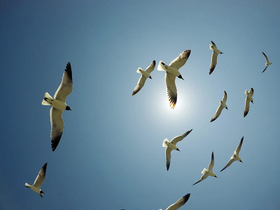 Seagulls Flying In The Sunny Sky #6 Photograph by Alex Grichenko