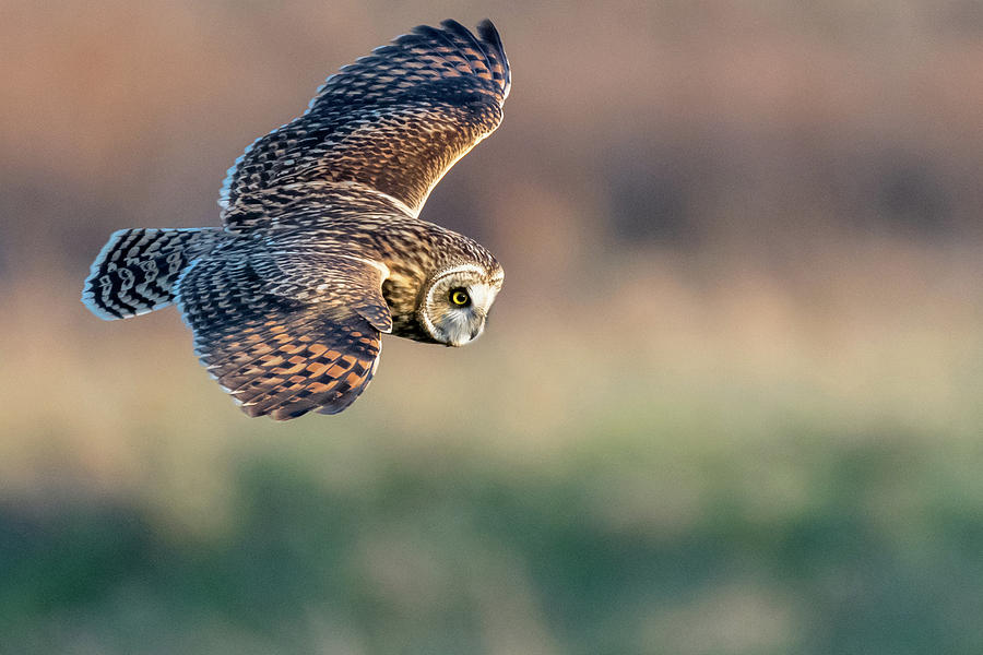 Short-eared Owl Photograph by Mike Timmons - Fine Art America