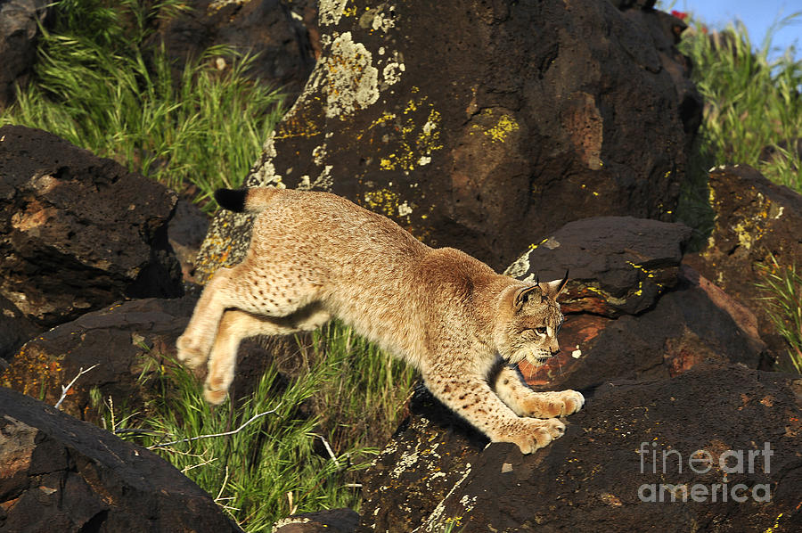 Siberian Lynx  #6 Photograph by Dennis Hammer