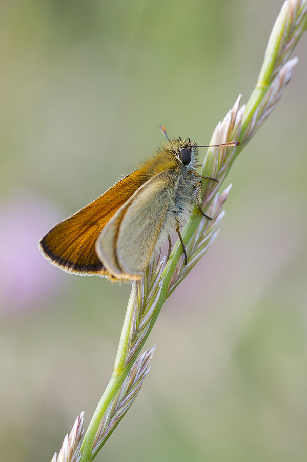 Small Skipper - #6 Photograph by Chris Smith
