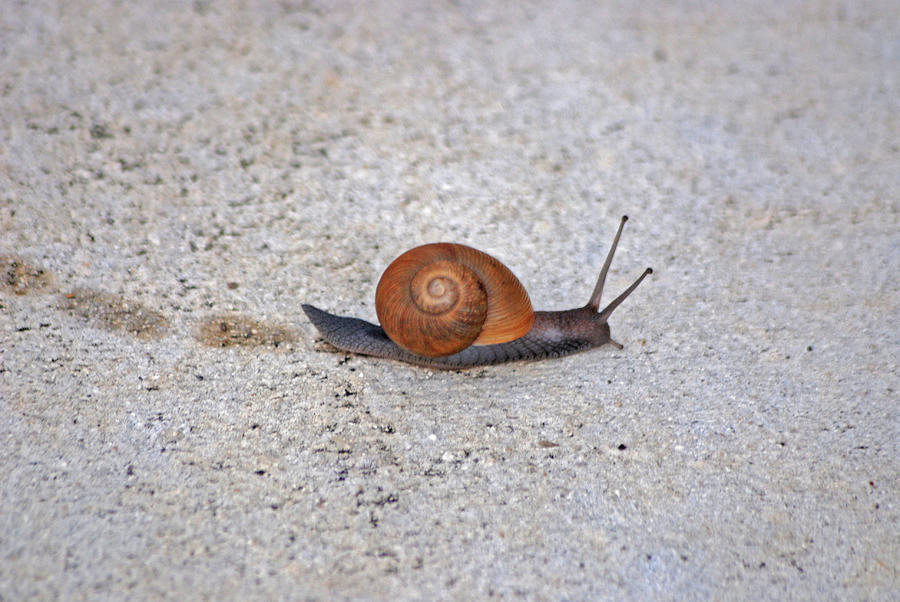 6- Snail Photograph by Joseph Keane