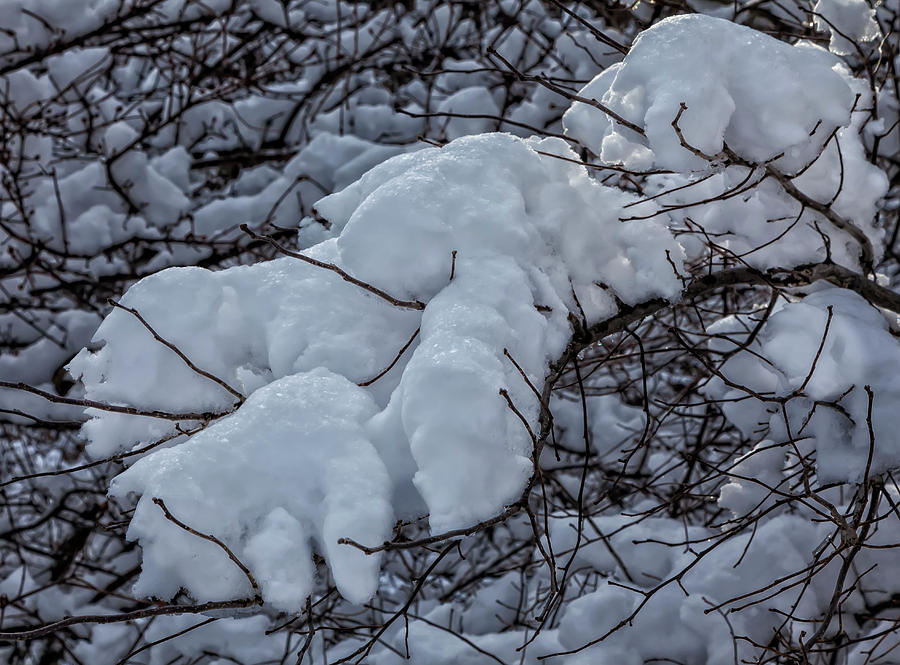 Snow Ice and Branches #6 Photograph by Robert Ullmann