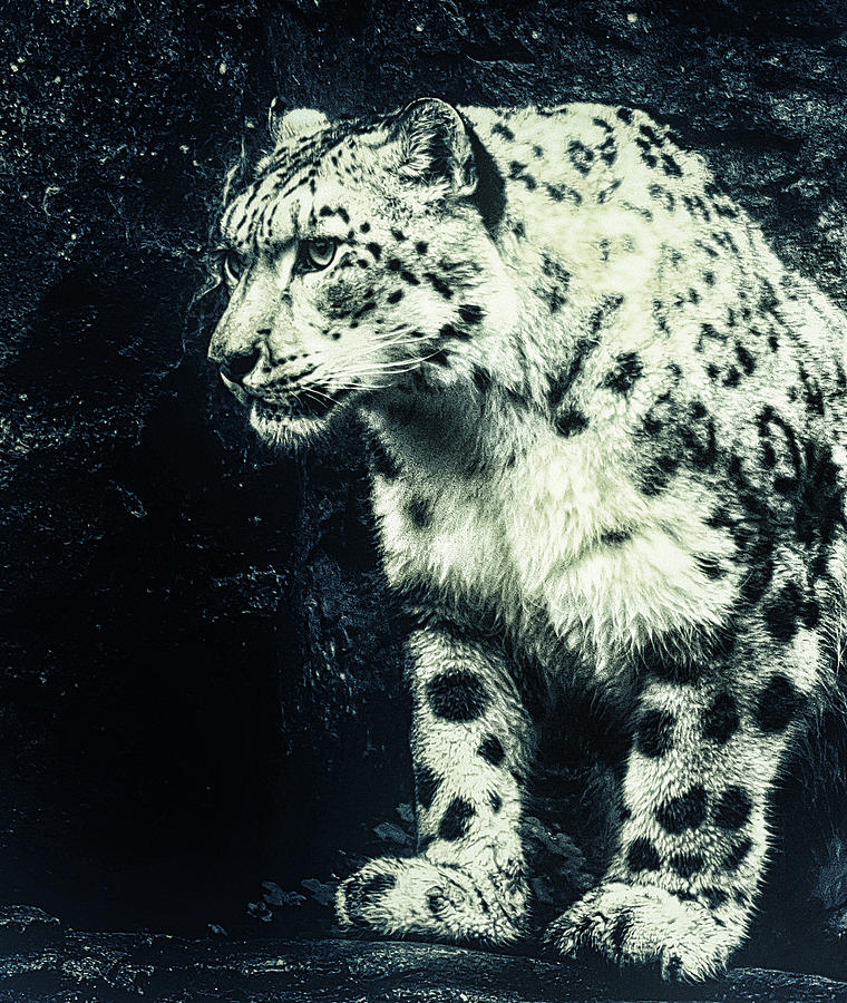 Nature Photograph - Snow Leopard #6 by Martin Newman