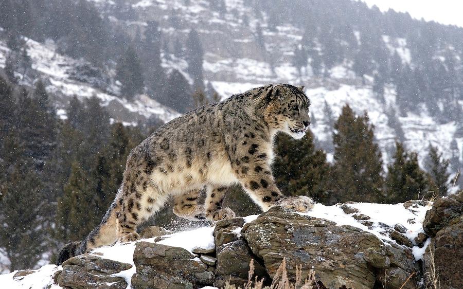 Wildlife Digital Art - Snow Leopard #6 by Super Lovely