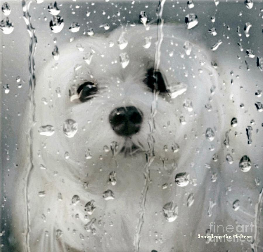 Maltese Dog Photograph - Snowdrop the Maltese #6 by Morag Bates