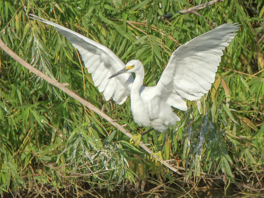 Snowy Egrets #7 Photograph by Tam Ryan