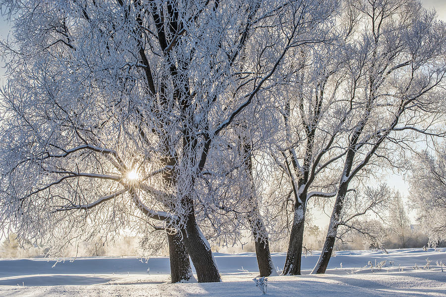 Snowy frozen landscape of sunrise on lakeside with trees Photograph by ...