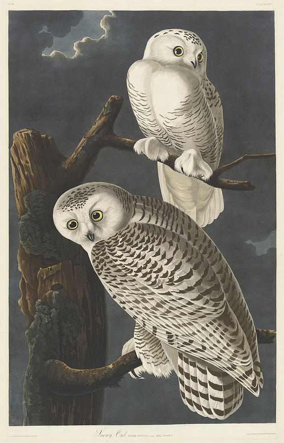 Snowy Owl #6 Painting by John James Audubon